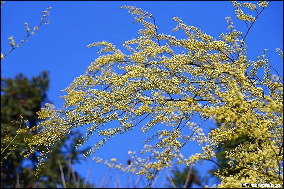 【春天,广西桂林灌阳县向您发出邀请!】米珠山前有片山苍子花在飘香 - 游山玩水 - 平顶山生活社区 - 平顶山28生活网 pds.28life.com