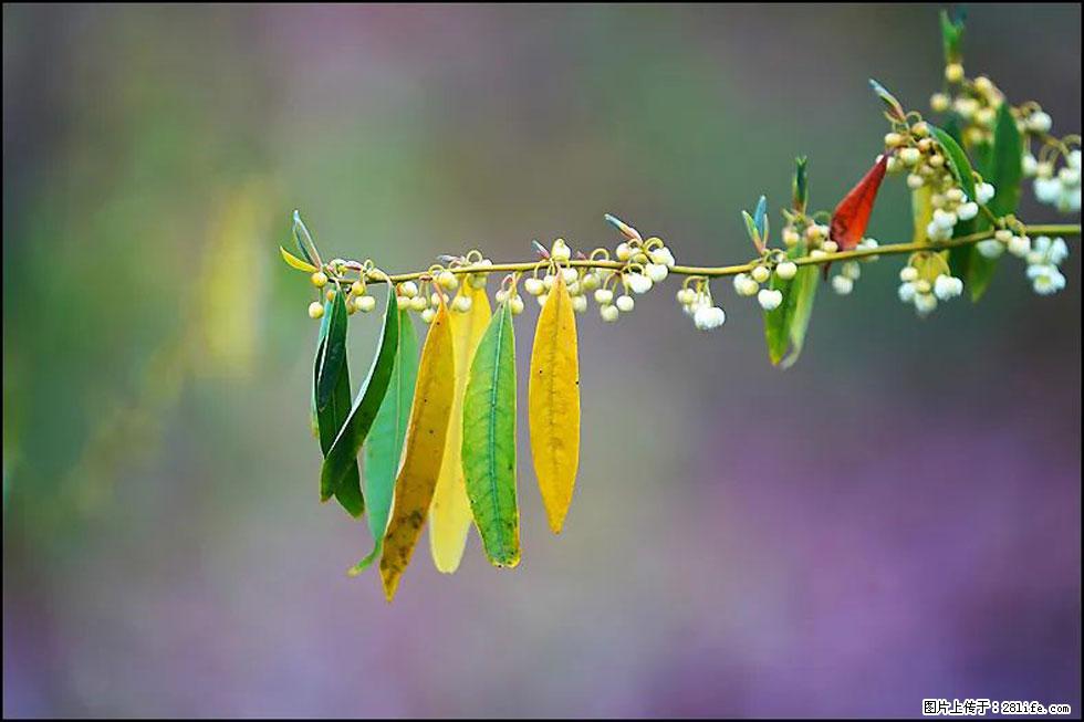 【春天,广西桂林灌阳县向您发出邀请!】米珠山前有片山苍子花在飘香 - 游山玩水 - 平顶山生活社区 - 平顶山28生活网 pds.28life.com