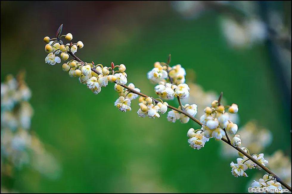 【春天,广西桂林灌阳县向您发出邀请!】米珠山前有片山苍子花在飘香 - 游山玩水 - 平顶山生活社区 - 平顶山28生活网 pds.28life.com