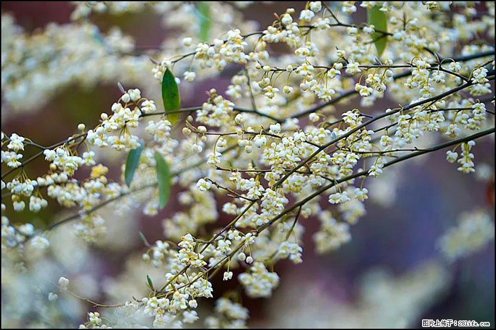 【春天,广西桂林灌阳县向您发出邀请!】米珠山前有片山苍子花在飘香 - 游山玩水 - 平顶山生活社区 - 平顶山28生活网 pds.28life.com