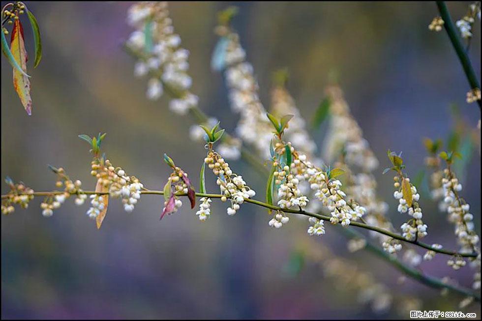 【春天,广西桂林灌阳县向您发出邀请!】米珠山前有片山苍子花在飘香 - 游山玩水 - 平顶山生活社区 - 平顶山28生活网 pds.28life.com
