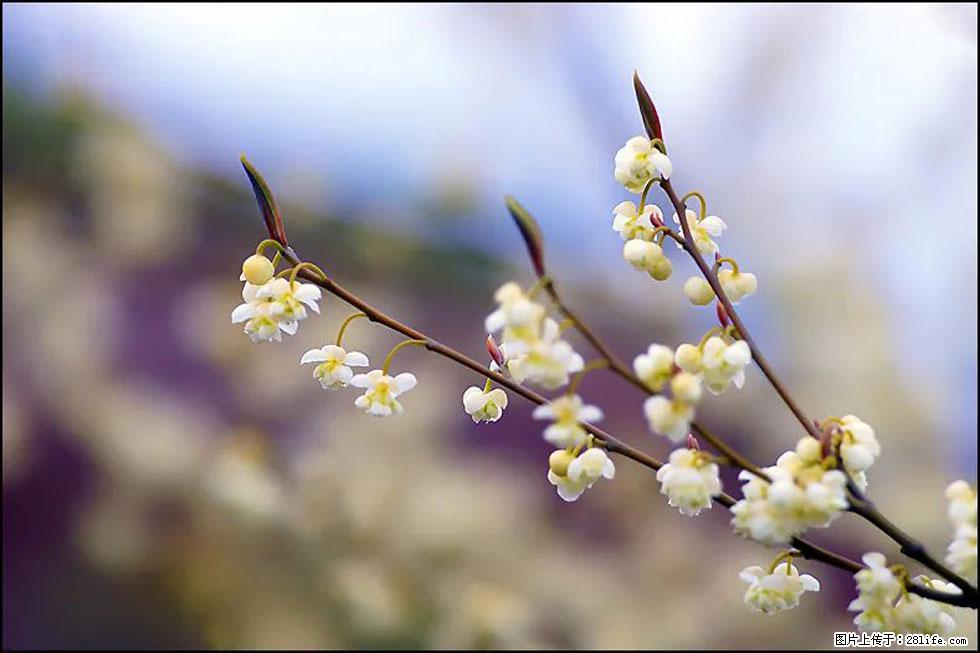 【春天,广西桂林灌阳县向您发出邀请!】米珠山前有片山苍子花在飘香 - 游山玩水 - 平顶山生活社区 - 平顶山28生活网 pds.28life.com