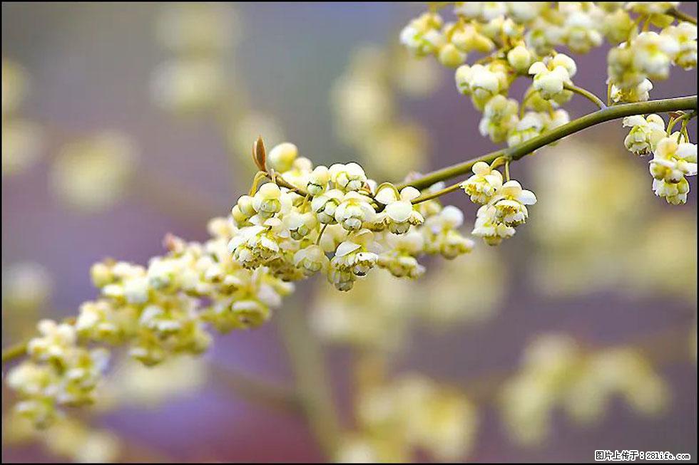 【春天,广西桂林灌阳县向您发出邀请!】米珠山前有片山苍子花在飘香 - 游山玩水 - 平顶山生活社区 - 平顶山28生活网 pds.28life.com