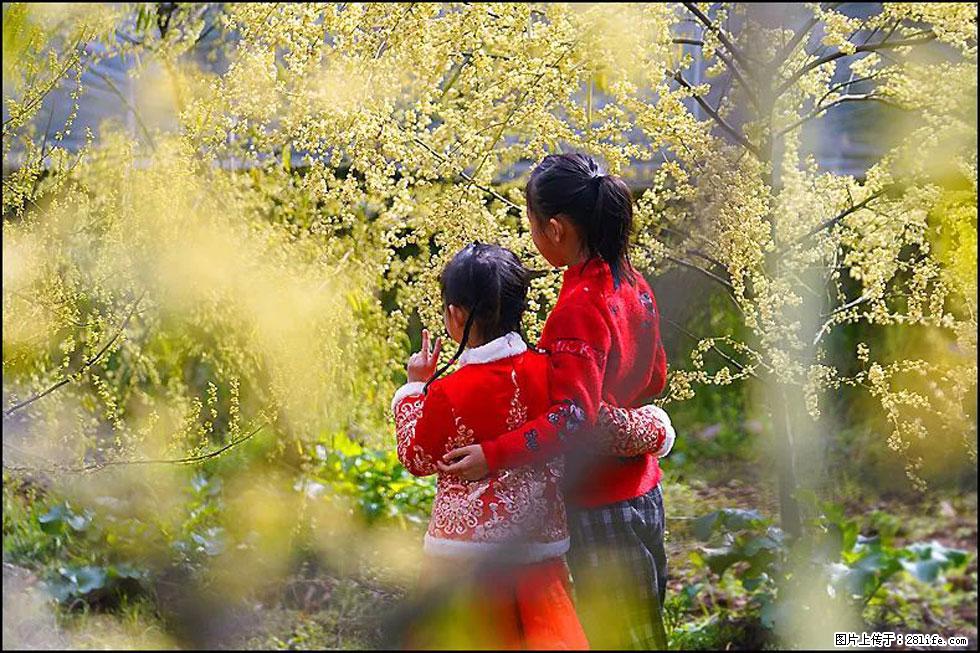 【春天,广西桂林灌阳县向您发出邀请!】米珠山前有片山苍子花在飘香 - 游山玩水 - 平顶山生活社区 - 平顶山28生活网 pds.28life.com