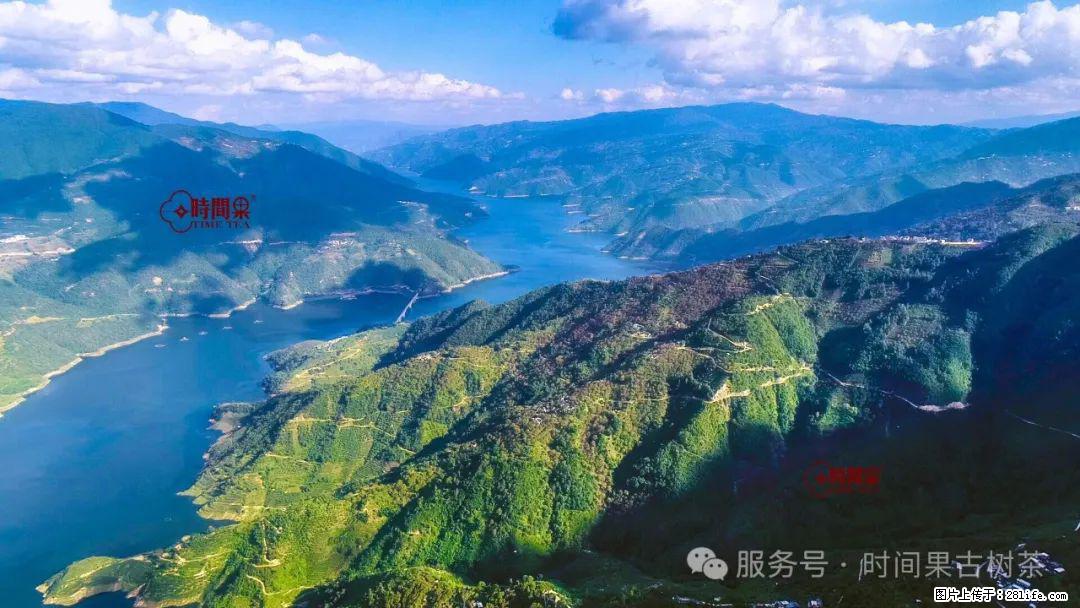 时间果百年古树龙珠普洱生茶 - 购物交流 - 平顶山生活社区 - 平顶山28生活网 pds.28life.com