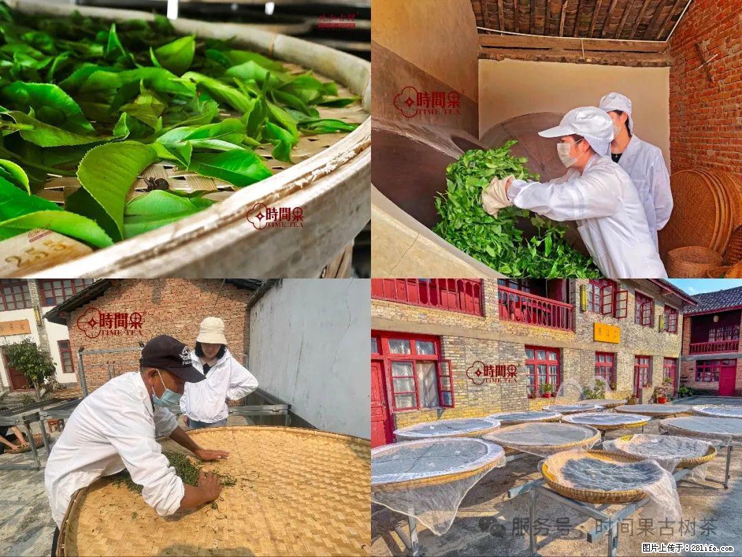 时间果百年古树龙珠普洱生茶 - 购物交流 - 平顶山生活社区 - 平顶山28生活网 pds.28life.com