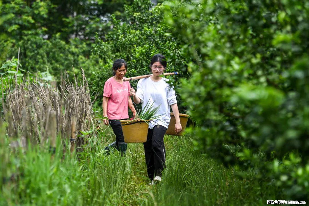 全网追的“扁担女孩”,找了一份暑假工,时薪12元 - 平顶山生活资讯 - 平顶山28生活网 pds.28life.com