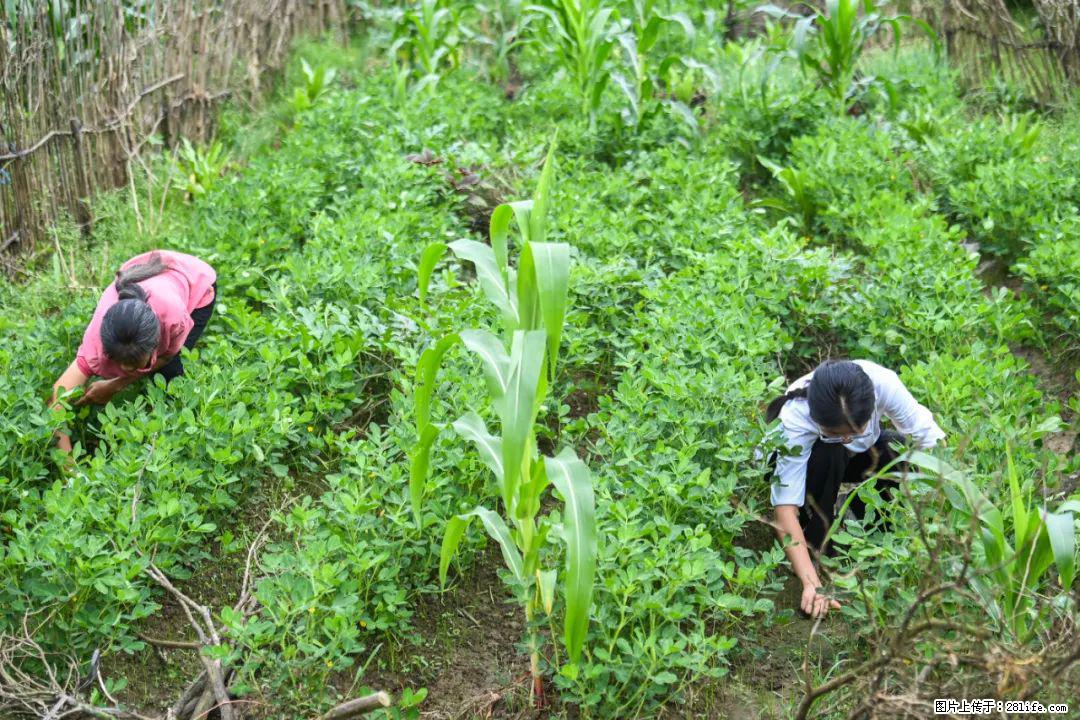 全网追的“扁担女孩”,找了一份暑假工,时薪12元 - 平顶山生活资讯 - 平顶山28生活网 pds.28life.com