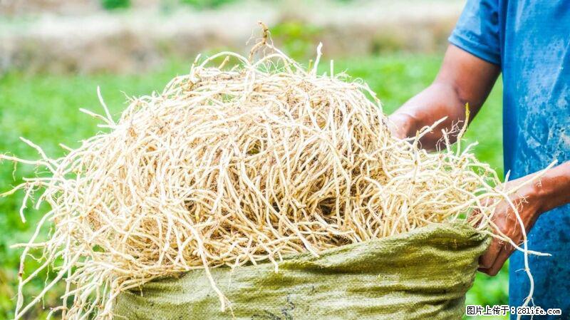 堪称“最难吃”的蔬菜,却是 “抗辐射神器”,还能护肺、清热、止咳化痰! - 平顶山生活资讯 - 平顶山28生活网 pds.28life.com