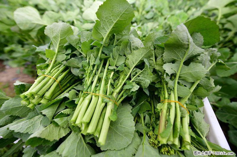 这些蔬菜是“天然钙片”，这6种被医生重点推荐 - 平顶山生活资讯 - 平顶山28生活网 pds.28life.com
